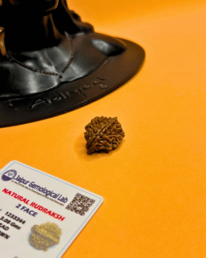 2 Mukhi Rameshwar Rudraksha