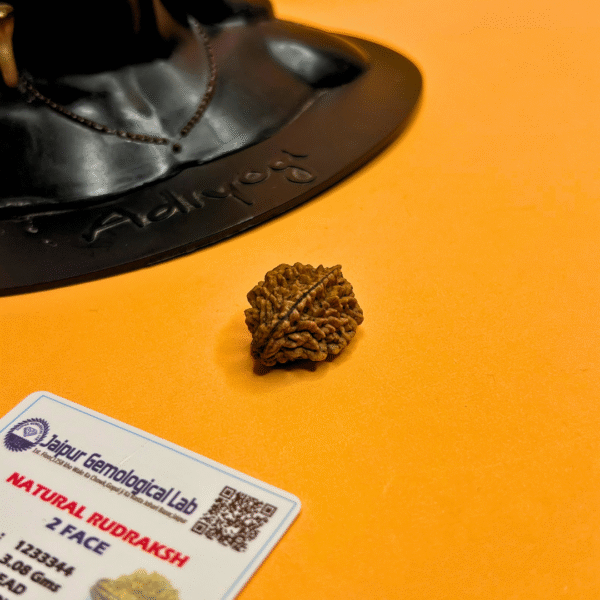 2 Mukhi Rameshwar Rudraksha