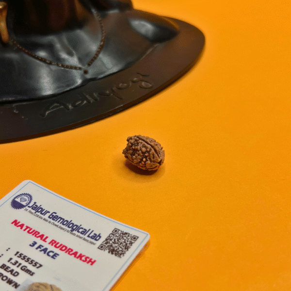 3 Mukhi Rudraksha