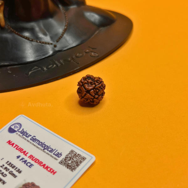 4 Mukhi Rudraksha