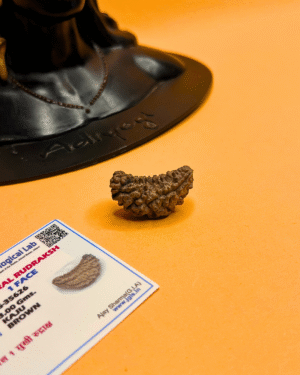 1 Mukhi Rudraksha