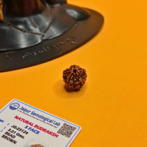5 Mukhi Rudraksha