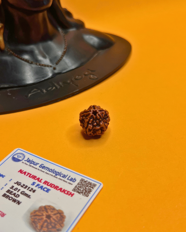 5 Mukhi Rudraksha