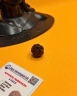 6 Mukhi Rudraksha