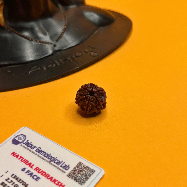 6 Mukhi Rudraksha