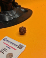 7 Mukhi Rudraksha