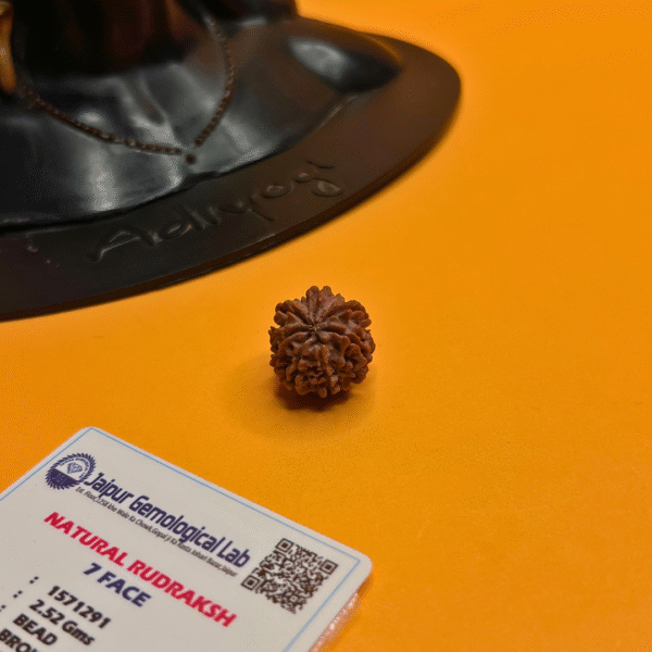 7 Mukhi Rudraksha