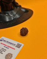 8 Mukhi Rudraksha