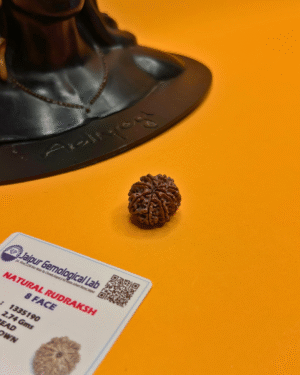 8 Mukhi Rudraksha