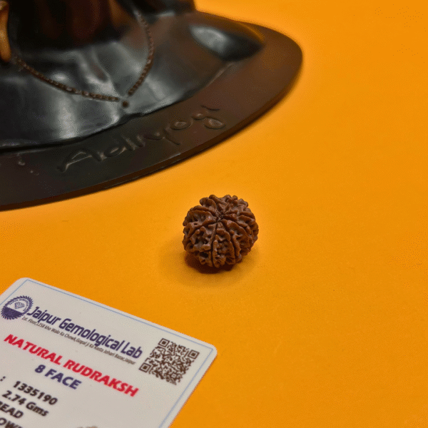 8 Mukhi Rudraksha
