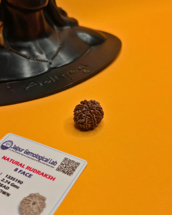 8 Mukhi Rudraksha