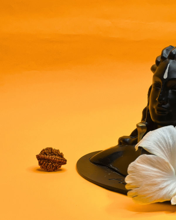 2 Mukhi Rameshwar Rudraksha