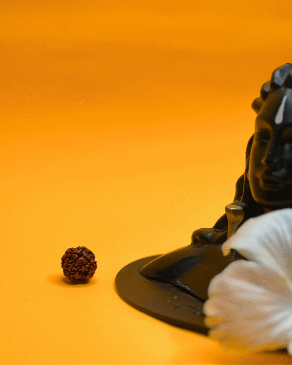 4 Mukhi Rudraksha