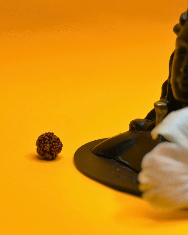 5 Mukhi Rudraksha