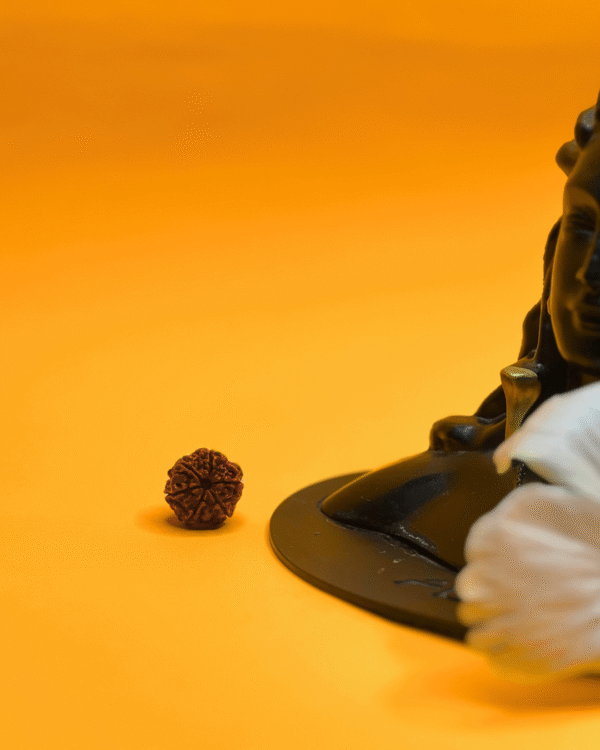 6 Mukhi Rudraksha