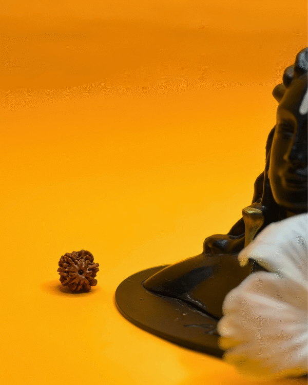 7 Mukhi Rudraksha