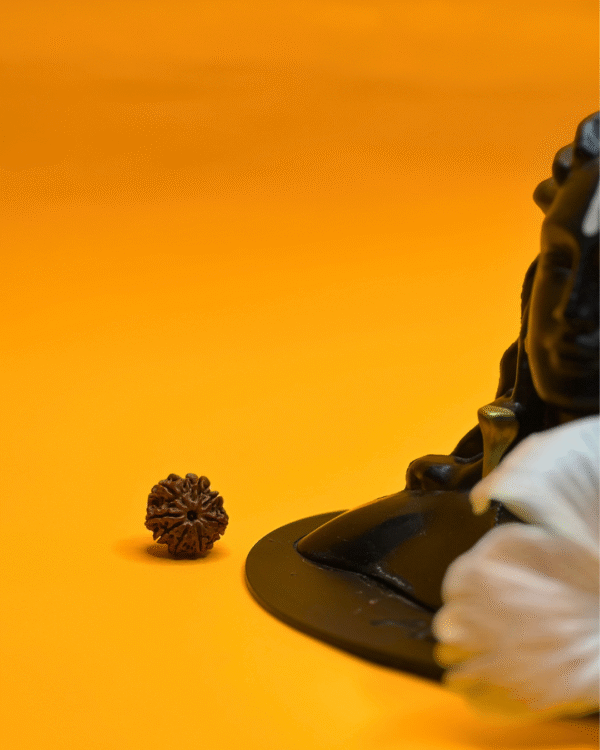 8 Mukhi Rudraksha