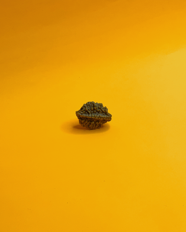 2 Mukhi Rameshwar Rudraksha