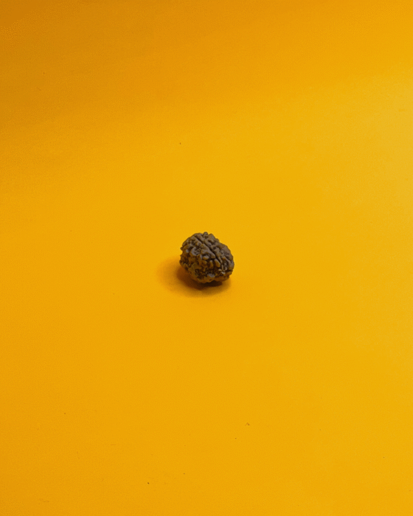 3 Mukhi Rudraksha