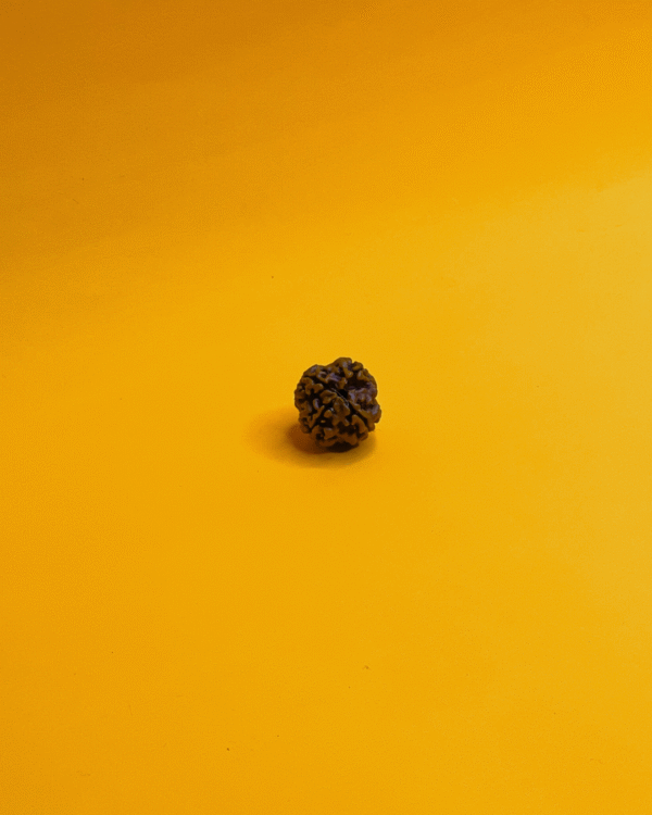 4 Mukhi Rudraksha