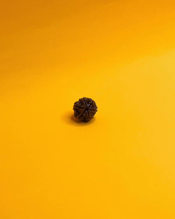 6 Mukhi Rudraksha