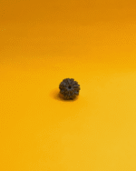7 Mukhi Rudraksha