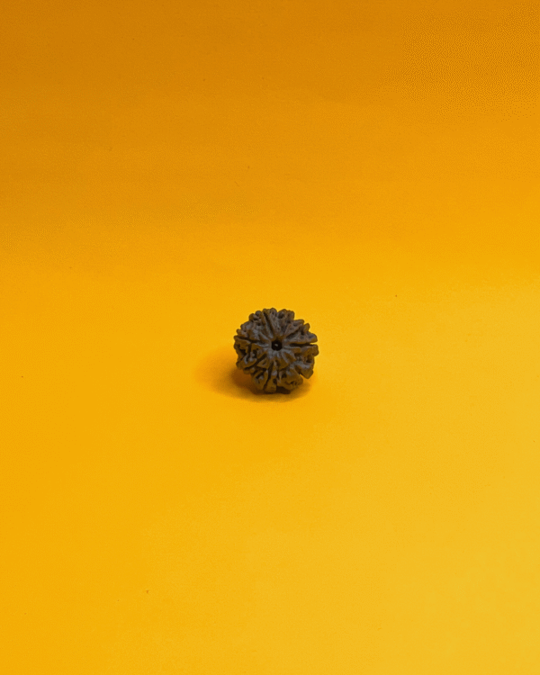 7 Mukhi Rudraksha