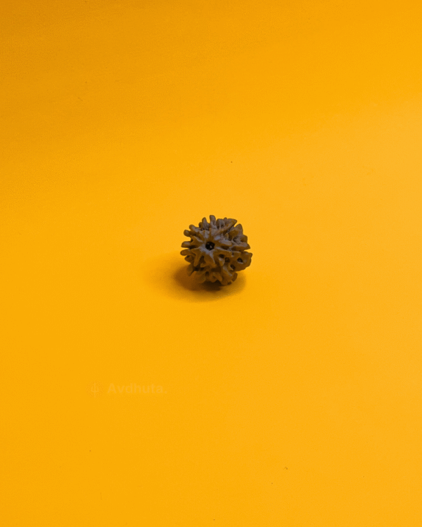 8 Mukhi Rudraksha