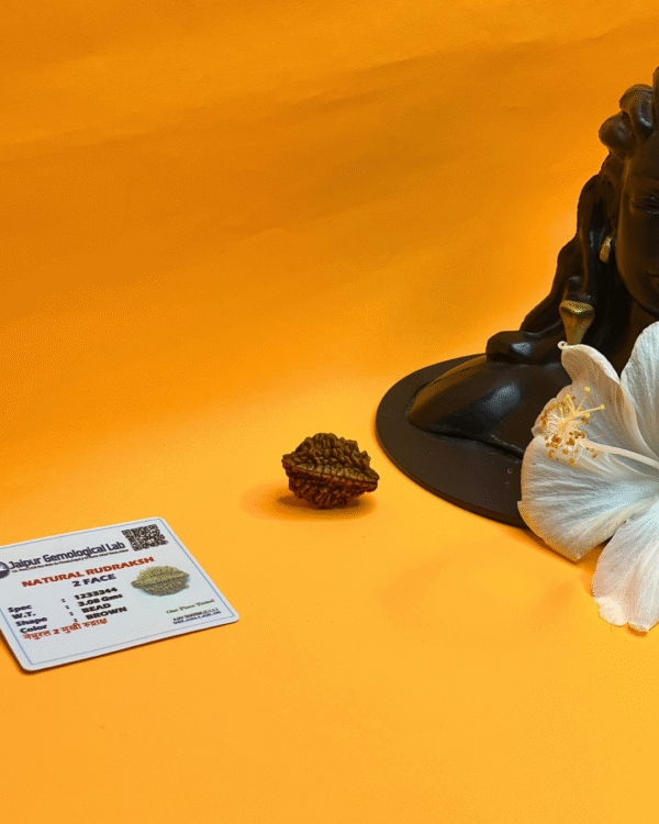2 Mukhi Rameshwar Rudraksha