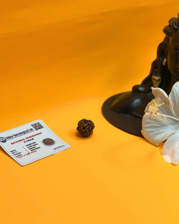 4 Mukhi Rudraksha