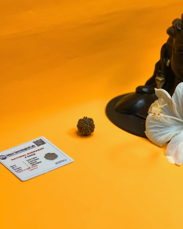 7 Mukhi Rudraksha