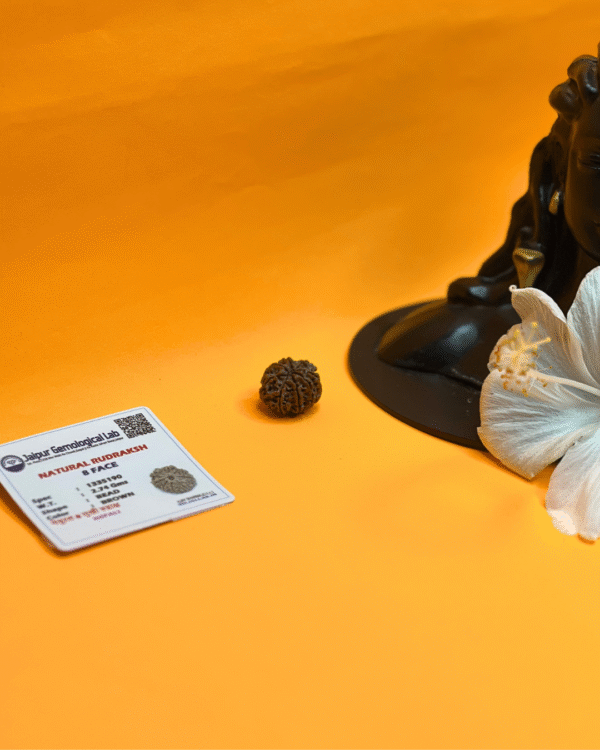 8 Mukhi Rudraksha