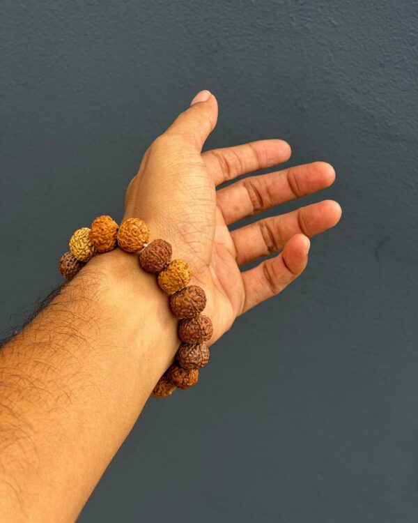 7 Mukhi Rudraksha Bracelet